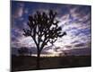 Premium Photographic Print
