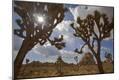 Photographic Print