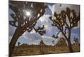 Photographic Print