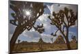 Photographic Print