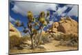 Photographic Print