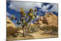 Photographic Print