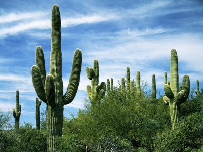 Green cactus, Cactaceae Saguaro Drawing, Arizona Cowboy s, hand