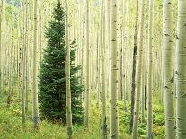 Silver FIr in Aspen Grove, White River National Forest, Colorado, USA-Charles Gurche-Photographic Print