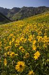 Sunflowers Meadow, Little Cottonwood Canyon, Albion Basin, Utah, USA-Charles Gurche-Photographic Print