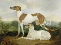 Two Greyhounds in a Landscape-Charles Hancock-Framed Giclee Print