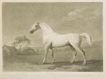 Mambrino, after George Stubbs, 1788-Charles Howard Hodges-Giclee Print