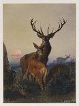A Stag with Deer in a Wooded Landscape at Sunset, 1865-Charles Jones-Giclee Print