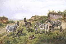 Sheep on a Dorset Coast-Charles Jones-Giclee Print
