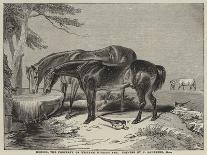 Horses, the Property of William Wigram, Esquire-Charles Landseer-Giclee Print