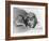 Charles Lindbergh, American Aviator-Science Source-Framed Giclee Print