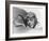 Charles Lindbergh, American Aviator-Science Source-Framed Giclee Print