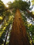 Redwood Tree-Charles O'Rear-Photographic Print
