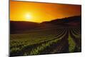 Photographic Print