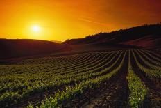 Vineyards at Sunset-Charles O'Rear-Photographic Print