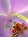 Backlit Phalaeonopsis Orchid, Alpharetta, Georgia, USA-Charles R. Needle-Photographic Print