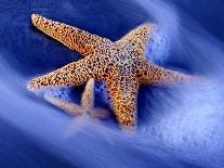 Two Starfish on Beach, Hilton Head Island, South Carolina, USA-Charles R. Needle-Photographic Print