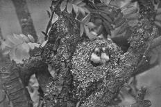 'Young Long-Tailed Tits, Looking Out of Nest', c1882, (1912)-Charles Reid-Photographic Print