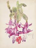 Wild Pansy-Charles Rennie Mackintosh-Art Print