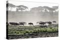 Stretched Canvas Print