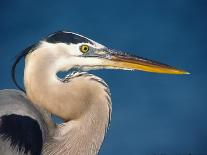 Great Blue Heron, Sanibel Island, Florida, USA-Charles Sleicher-Photographic Print