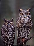 Great Horned Owls, Washington, USA-Charles Sleicher-Photographic Print
