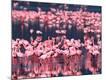 Premium Photographic Print