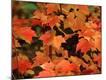 Premium Photographic Print