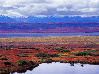 Tundra And Kettle Pond In Denali Poster