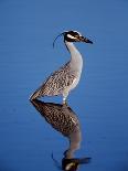 Male Osprey Landing at Nest with Fish, Sanibel Island, Florida, USA-Charles Sleicher-Photographic Print