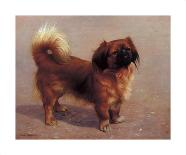 Small Dog-Charles Spencelayh-Framed Premium Giclee Print