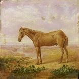 Old Billy, a Draught Horse, Aged 62 (Oil on Panel)-Charles Towne-Giclee Print