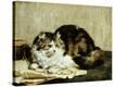 Stretched Canvas Print