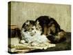Stretched Canvas Print