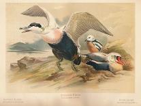 Turtle Dove (Turtur auritus), 1900, (1900)-Charles Whymper-Giclee Print