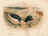 Water Rail (Rallus aquaticus), 1900, (1900)-Charles Whymper-Giclee Print
