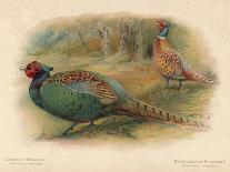 Japanese Pheasant (Phasaianus versicolor), Ring-Necked Pheasant (Phasaianus torquatus), 1900-Charles Whymper-Giclee Print