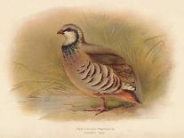Turtle Dove (Turtur auritus), 1900, (1900)-Charles Whymper-Giclee Print