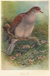 Japanese Pheasant (Phasaianus versicolor), Ring-Necked Pheasant (Phasaianus torquatus), 1900-Charles Whymper-Giclee Print