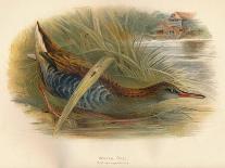 Goosander (Merganser castor), Harlequin Duck (Cosmonetta histrionica), 1900, (1900)-Charles Whymper-Giclee Print