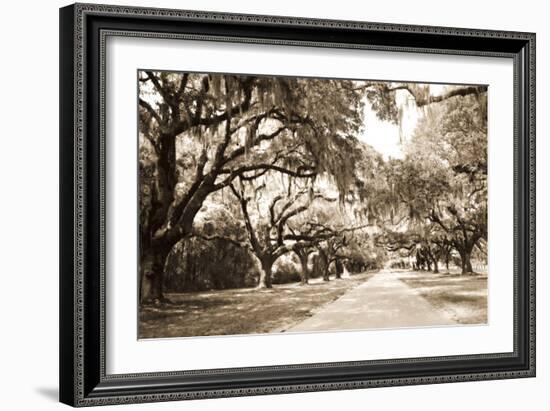 Charleston Oaks 10 Sepia-Alan Hausenflock-Framed Photographic Print