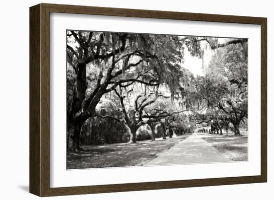 Charleston Oaks 10-Alan Hausenflock-Framed Photographic Print