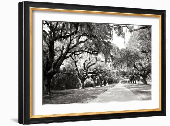 Charleston Oaks 10-Alan Hausenflock-Framed Photographic Print