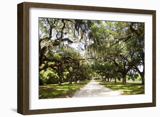 Charleston Oaks 1-Alan Hausenflock-Framed Photographic Print