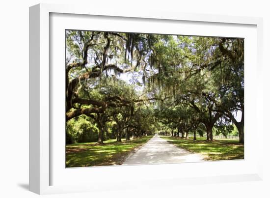 Charleston Oaks 1-Alan Hausenflock-Framed Photographic Print