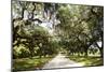 Charleston Oaks 1-Alan Hausenflock-Mounted Photographic Print