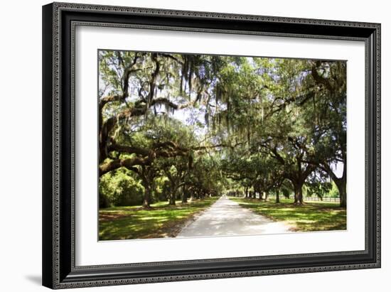 Charleston Oaks 1-Alan Hausenflock-Framed Photographic Print