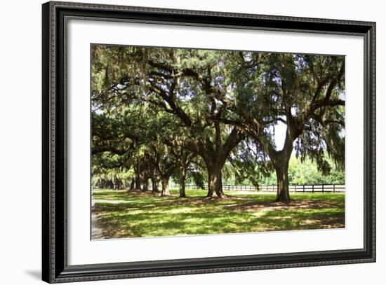 Charleston Oaks 2-Alan Hausenflock-Framed Photographic Print