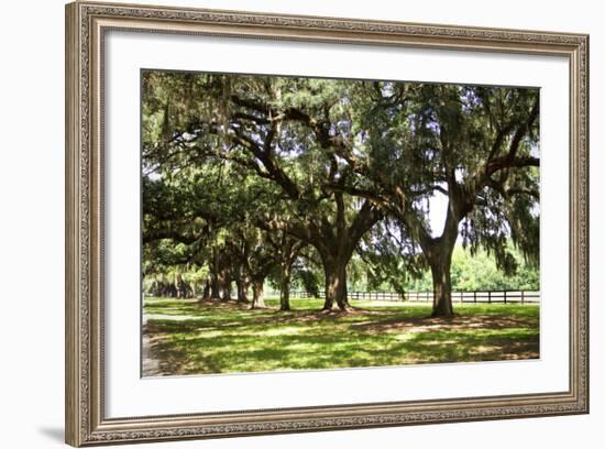 Charleston Oaks 2-Alan Hausenflock-Framed Photographic Print