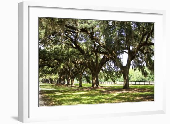 Charleston Oaks 2-Alan Hausenflock-Framed Photographic Print